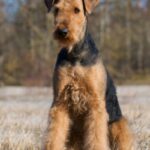 Airedale Terrier