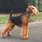 Airedale Terrier