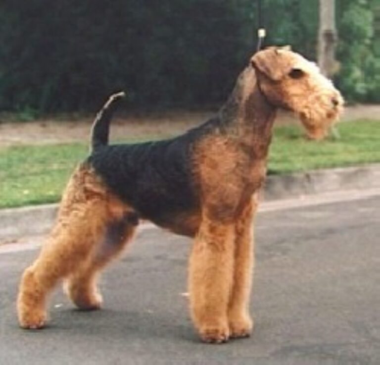 Airedale Terrier