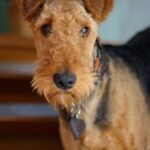 Airedale Terrier