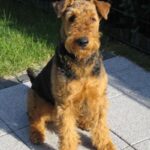 Airedale Terrier