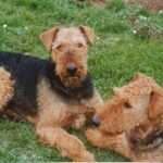Airedale Terrier