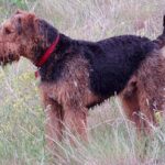 Airedale Terrier