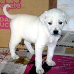 Akbash hund