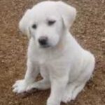 Akbash hund