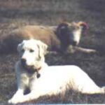 Akbash hund