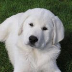 Akbash hund