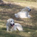 Akbash hund