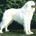 Akbash hund