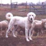 Akbash hund