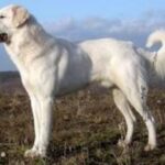 Akbash hund