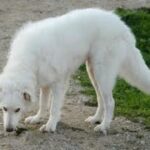 Akbash hund