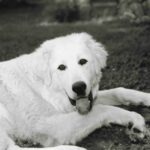 Akbash hund