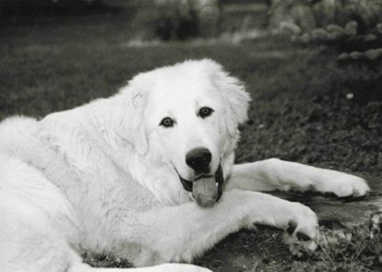 Akbash hund