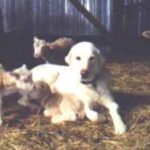 Akbash hund