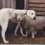 Akbash hund