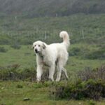 Akbash hund