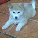 Akita