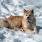 Takk til Kennel Ak-inu-ba