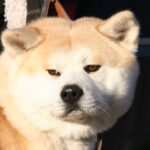 Takk til Kennel Ak-inu-ba