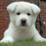 Akita