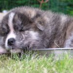 Takk til Kennel Ak-inu-ba
