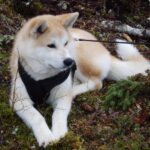 Takk til Kennel Ak-inu-ba