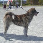 Takk til Kennel Ak-inu-ba