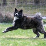 Takk til Kennel Ak-inu-ba