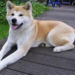 Akita
