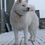 Takk til Kennel Ak-inu-ba