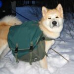 Takk til Kennel Ak-inu-ba