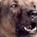 Alangu Mastiff