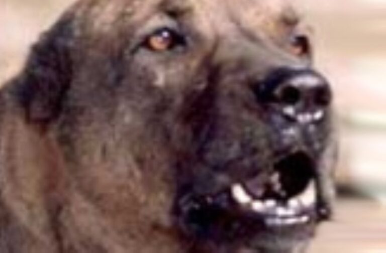 Alangu Mastiff