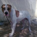 Alangu Mastiff