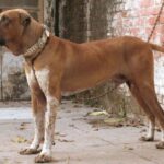 Alangu Mastiff