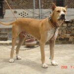 Alangu Mastiff