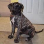 Alangu Mastiff
