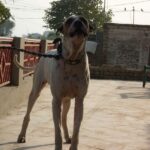 Alangu Mastiff