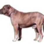 Alangu Mastiff