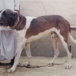 Alangu Mastiff