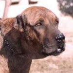 Alangu Mastiff