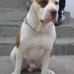 Alapaha Blue Blood Bulldog