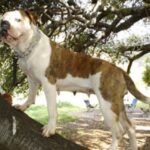 Alapaha Blue Blood Bulldog