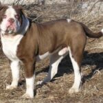 Alapaha Blue Blood Bulldog