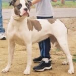 Alapaha Blue Blood Bulldog