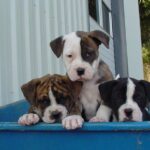 Alapaha Blue Blood Bulldog
