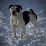 Alapaha Blue Blood Bulldog