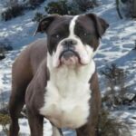 Alapaha Blue Blood Bulldog