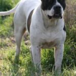 Alapaha Blue Blood Bulldog